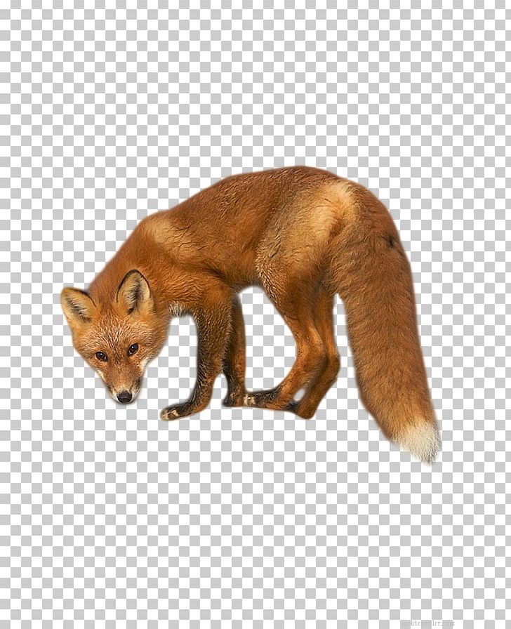 Red Fox Dhole Kit Fox Fur PNG, Clipart, Animal, Animals, Carnivoran, Dhole, Dog Like Mammal Free PNG Download