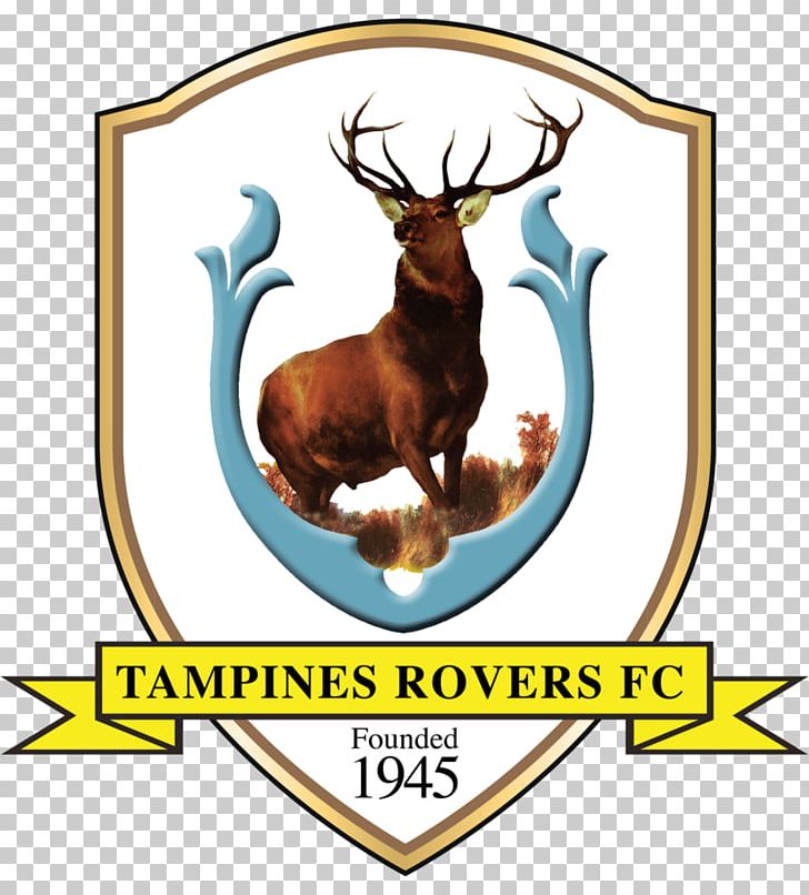 Tampines Rovers FC Singapore Premier League Young Lions Hougang United FC Geylang International FC PNG, Clipart, Afc Champions League, Antler, Association Football Manager, Balestier Khalsa Fc, Club Free PNG Download