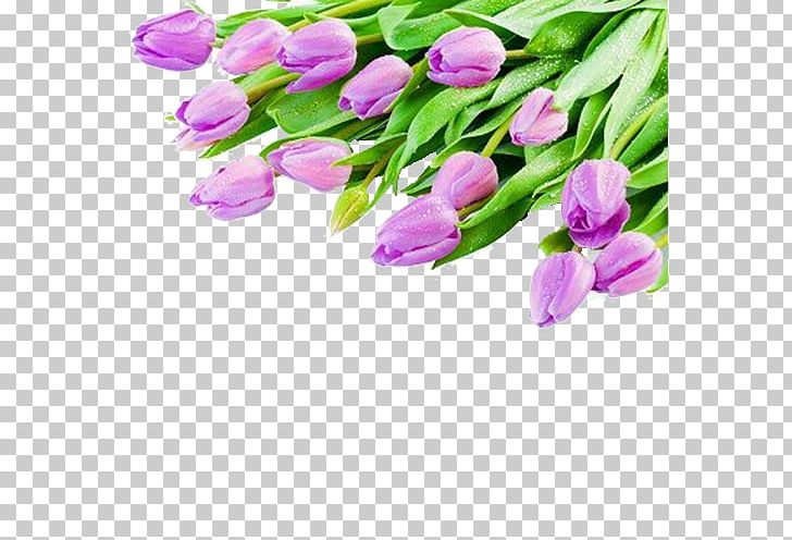 Tulip White Violet Flower Bouquet PNG, Clipart, Bouquet, Color, Cut Flowers, Desktop Metaphor, Flower Free PNG Download