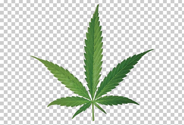 Cannabis Smoking Joint Leaf Bud PNG, Clipart, Bud, Canape, Cannabidiol, Cannabis, Cannabis Smoking Free PNG Download