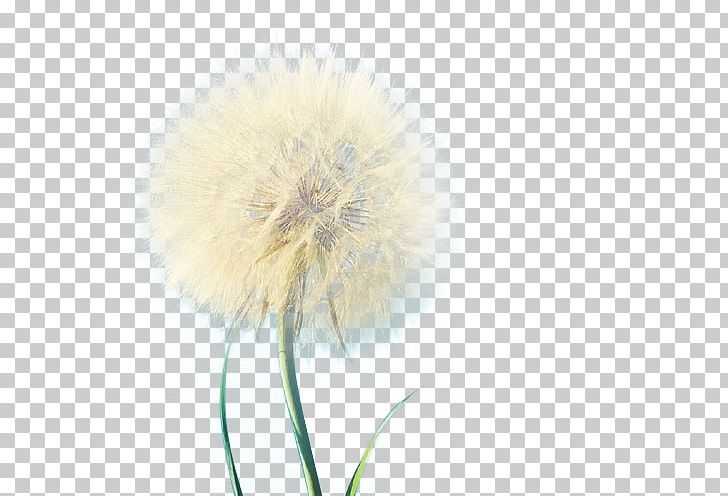 Dandelion Flowering Plant Flowering Plant Close-up PNG, Clipart, Closeup, Dandelion, Flower, Flowering Plant, Flowers Free PNG Download