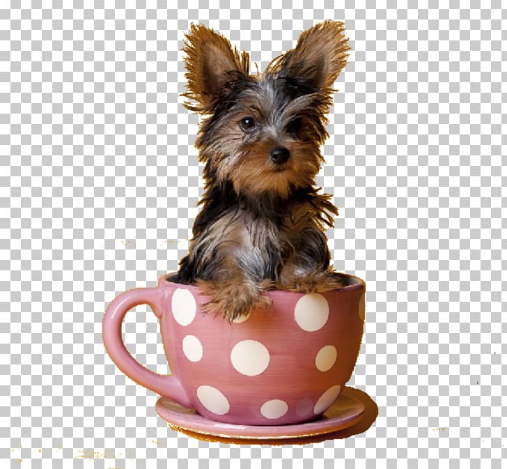 Yorkshire Terrier Puppy Pomeranian Scottish Terrier Tea PNG, Clipart, Animals, Australian Silky Terrier, Carnivoran, Coffee Cup, Companion Dog Free PNG Download