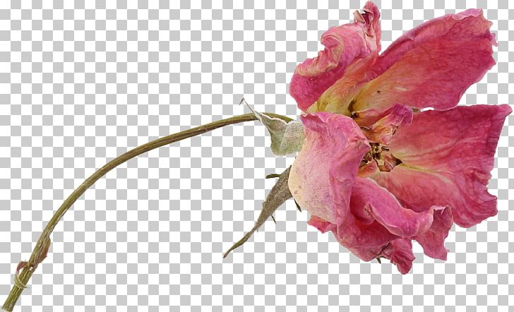 Cut Flowers Petal Bud PNG, Clipart, Alstroemeriaceae, Apricot, Blossom, Blume, Bud Free PNG Download