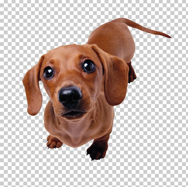 Dachshund Maltese Dog Puppy Pet Sitting PNG, Clipart, Animal, Animals, Breed, Carnivoran, Companion Dog Free PNG Download