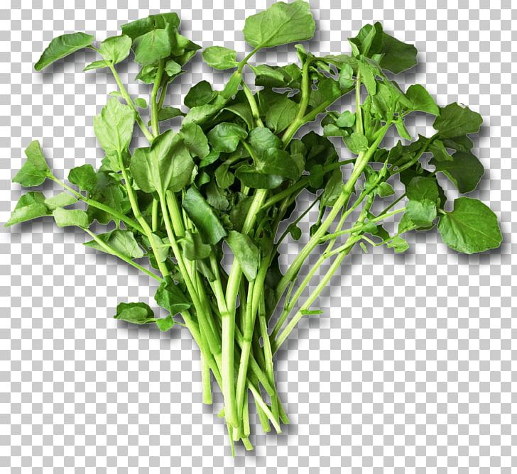 Nutrient Leaf Vegetable Watercress Eating Food PNG, Clipart, Bruxelles, Choy Sum, Diet, Eating, Food Free PNG Download