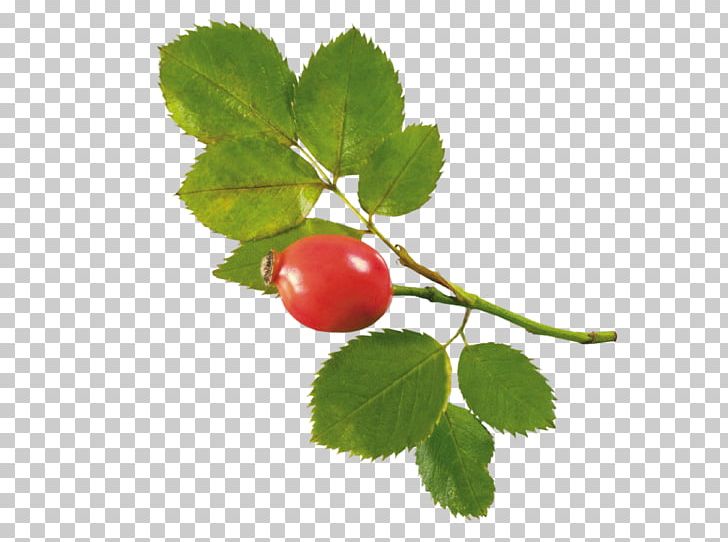 Rose Hip Dietary Supplement Extract Arthritis PNG, Clipart, Anti, Arthritis, Beach Rose, Berry, Branch Free PNG Download