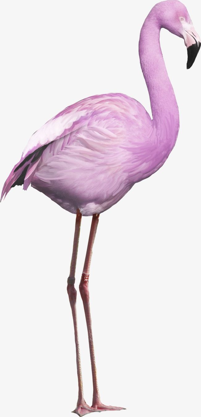 Flamingos PNG, Clipart, Animal, Animals, Asuka, Beak, Bird Free PNG Download