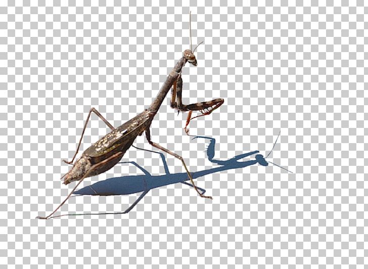 Mantis Stock Photography PNG, Clipart, Arthropod, Credit, Cricket, Deviantart, Fauna Free PNG Download