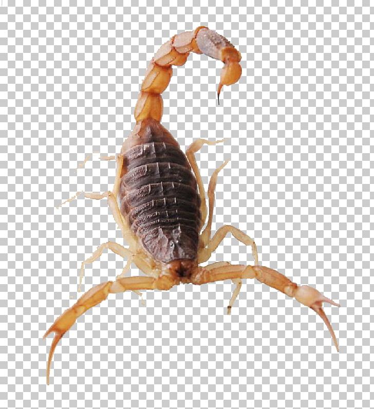 Scorpion Spider Insect Mesobuthus Martensii Cephalothorax PNG, Clipart, Alupihan, Animal, Arachnid, Arthropod, Buthidae Free PNG Download