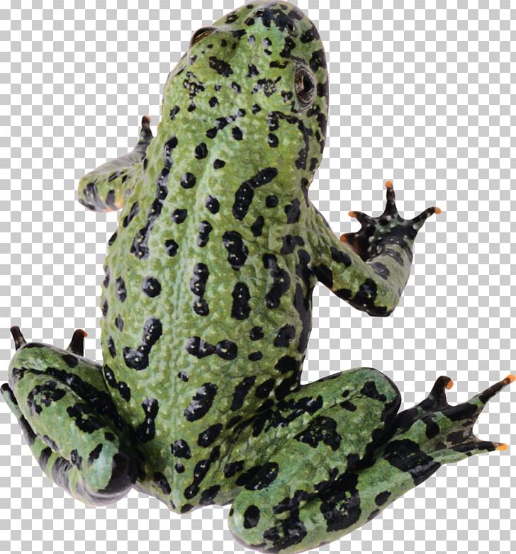 Common Frog Lithobates Clamitans Toad PNG, Clipart, Amphibian, Animals, Bullfrog, Common Frog, Flea Free PNG Download