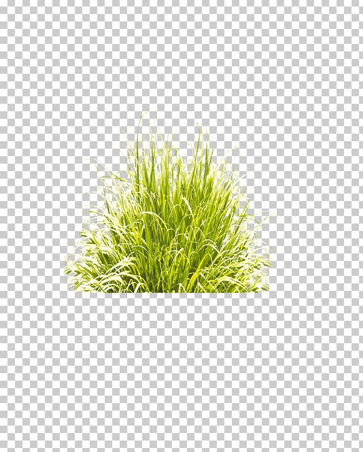 Grass PNG, Clipart, Adobe Illustrator, Artificial Grass, Cartoon Grass, Cattle, Creative Grass Free PNG Download