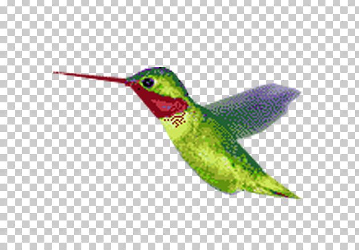 Hummingbird Animation PNG, Clipart, Animation, Beak, Bird, Cartoon, Desktop Wallpaper Free PNG Download