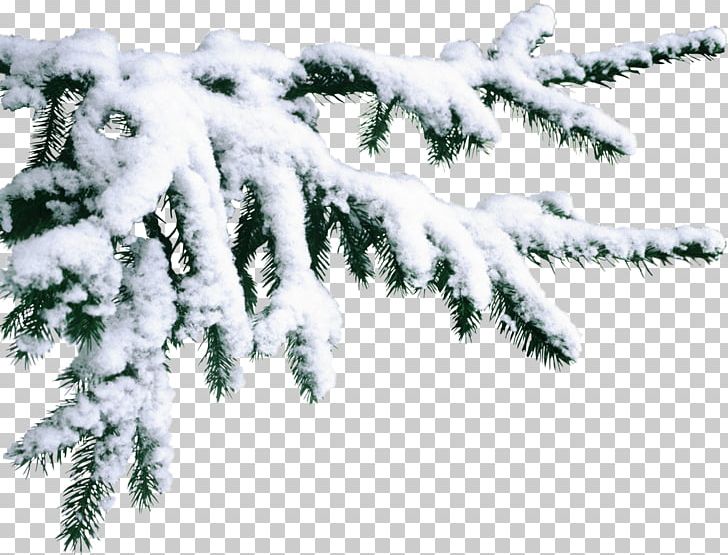 Pine Santa Claus Christmas Snow PNG, Clipart, Branch, Christmas, Christmas Snow, Christmas Tree, Conifer Free PNG Download
