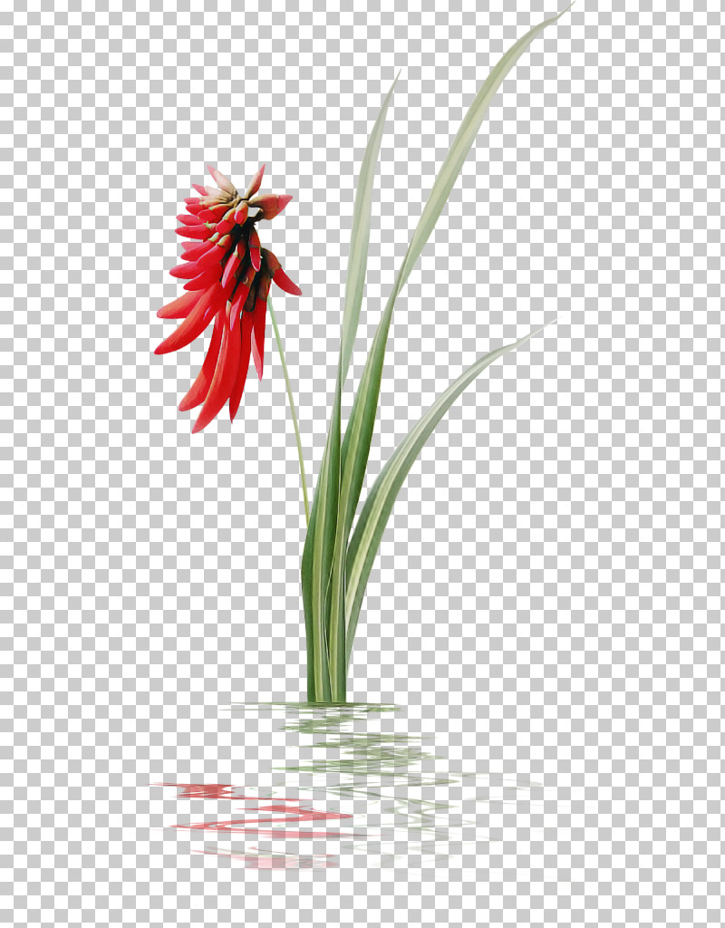 Flower Plant Red Gerbera Petal PNG, Clipart, Amaryllis Family, Flower, Gerbera, Hippeastrum, Petal Free PNG Download