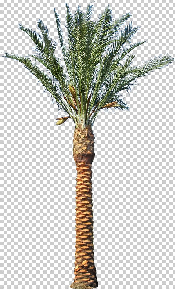 Asian Palmyra Palm Date Palm Phoenix Canariensis Arecaceae Tree PNG, Clipart, Arecaceae, Arecales, Asian Palmyra Palm, Attalea Speciosa, Borassus Flabellifer Free PNG Download