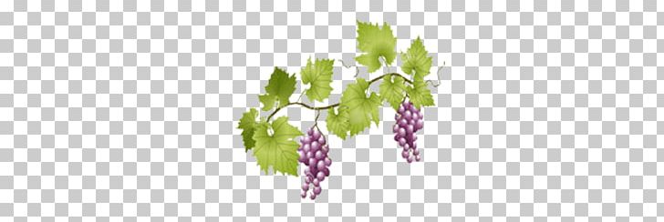 Grapes On Vine PNG, Clipart, Food, Fruits, Grapes Free PNG Download