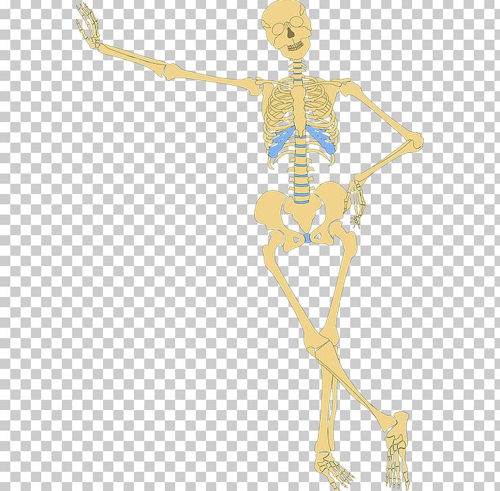 Human Skeleton Human Body Bone PNG, Clipart, Anatomy, Arm, Bone, Costume Design, Hip Free PNG Download