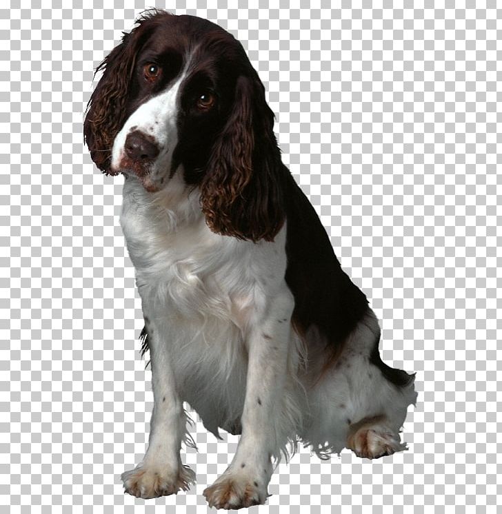 Rough Collie Puppy English Springer Spaniel Border Collie Cat PNG, Clipart, Animal Control And Welfare Service, Animals, Border Collie, Carnivoran, Cat Free PNG Download