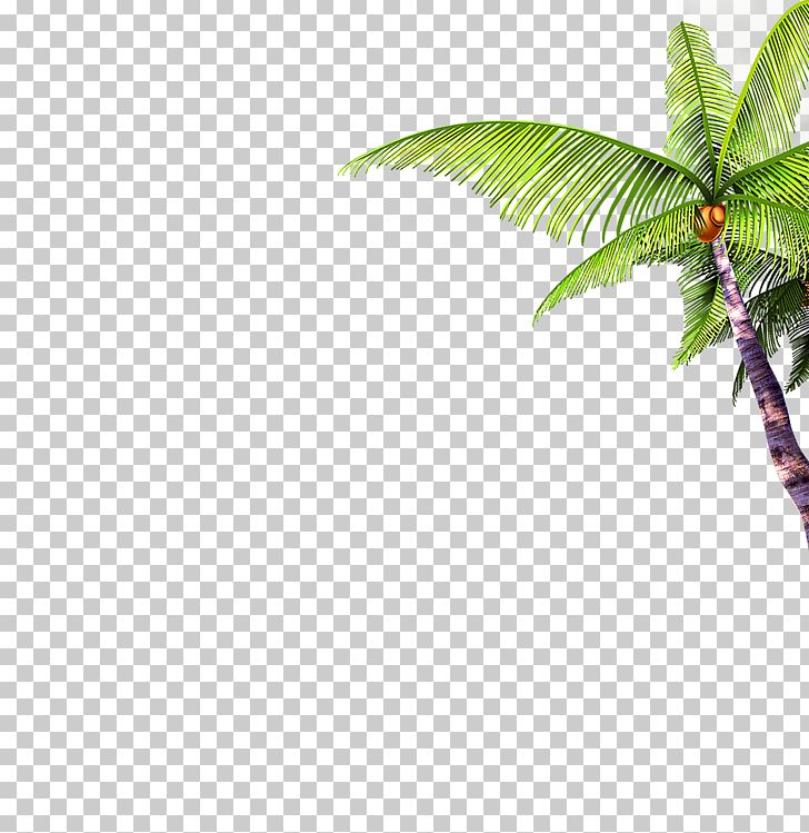 Arecaceae Tree PNG, Clipart, Arecaceae, Autumn Tree, Banana Leaf, Christmas Tree, Coconut Free PNG Download