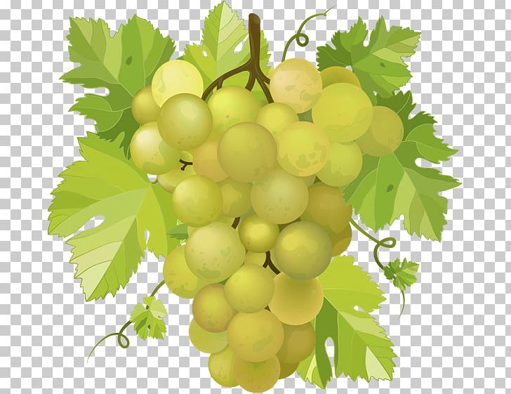 Common Grape Vine Wine Concord Grape PNG, Clipart, Food, Fruit, Grape, Grape Juice, Grape Leaves Free PNG Download