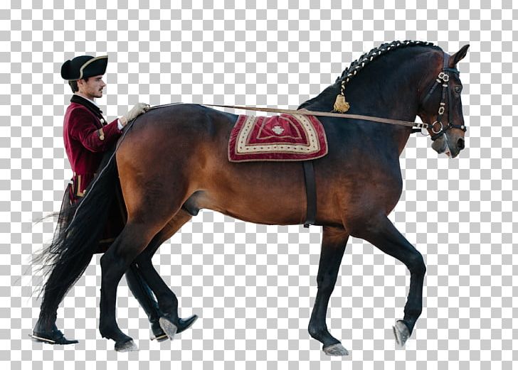Hunt Seat Stallion Equestrian Horse Rein PNG, Clipart, Animals, Bbc Sports Personality Of The Year, Bit, Bridle, Dressage Free PNG Download
