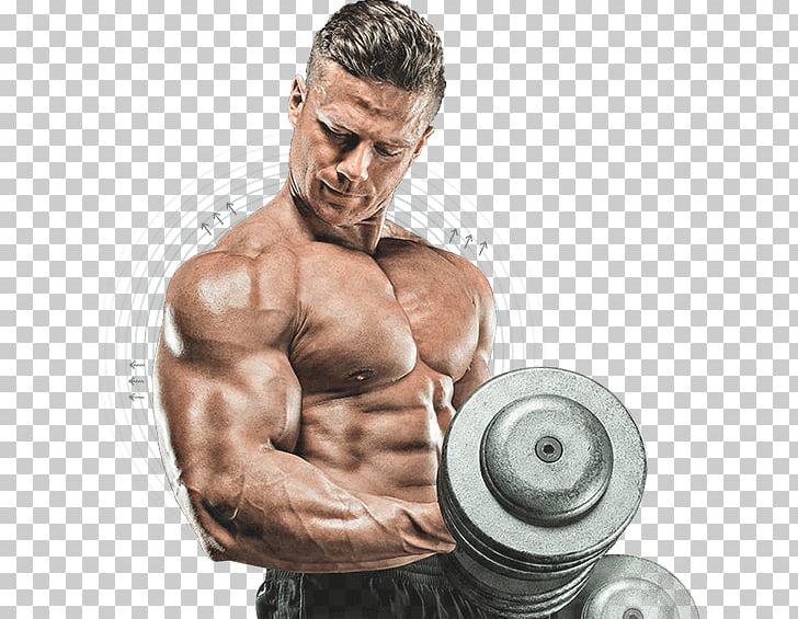 Muscle Human Body Bodybuilding PNG, Clipart, Abdomen, Adipose Tissue, Arm, Biceps Curl, Bodybuilder Free PNG Download