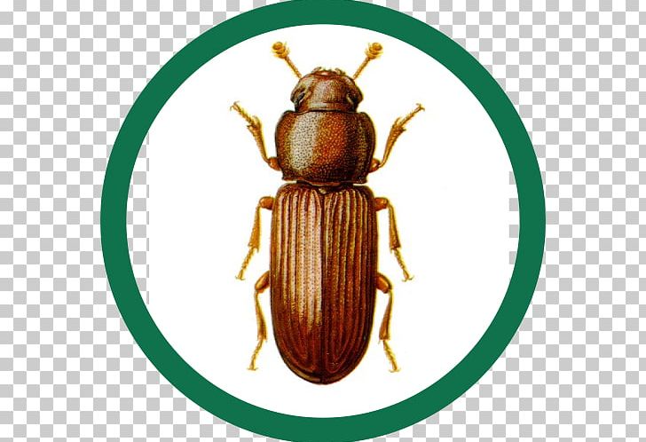 Red Flour Beetle Confused Flour Beetle Pest Control PNG, Clipart, Animal, Arthropod, Beetle, Cereal, Confused Flour Beetle Free PNG Download