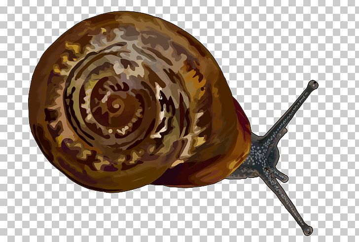 Snail Canary Islands Gastropods Stylommatophora Hemicycla PNG, Clipart, Animals, Atlantic Canary, Canary Islands, Endemism, Gastropods Free PNG Download