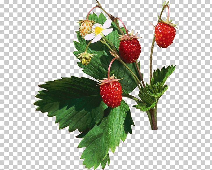 Strawberry Food Fruit PNG, Clipart, Berry, Bilberry, Food, Fruit, Fruit Nut Free PNG Download