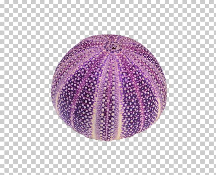 Circle Purple Seashell PNG, Clipart, Ball, Circle, Download, Google Images, Magenta Free PNG Download