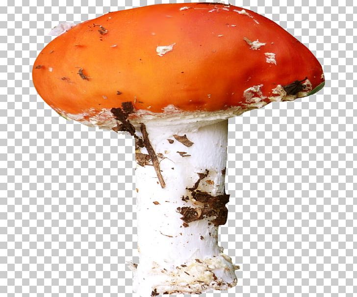Fungus Mushroom Agaric PNG, Clipart, Agaric, Clip Art, Common Mushroom, Computer Animation, Digital Image Free PNG Download