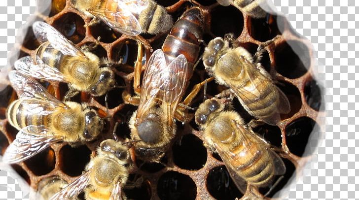 Western Honey Bee Queen Bee Worker Bee Beehive PNG, Clipart, Arthropod, Bee, Beehive, Beekeeping, Colony Free PNG Download