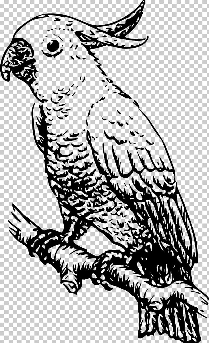 Cockatoo Cockatiel Drawing Line Art PNG, Clipart, Art, Artwork, Beak, Bird, Bird Of Prey Free PNG Download