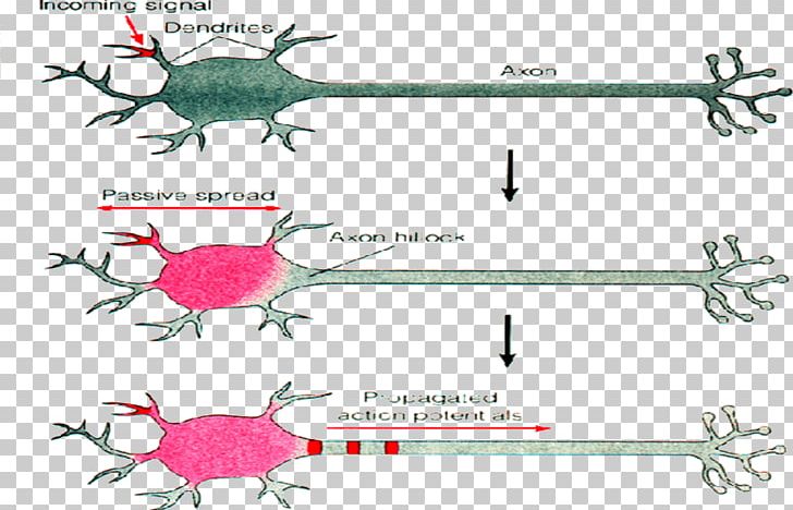 Excitatory Postsynaptic Potential Action Potential Neuron Synapse PNG, Clipart, Action Potential, Angle, Area, Cell Membrane, Diagram Free PNG Download