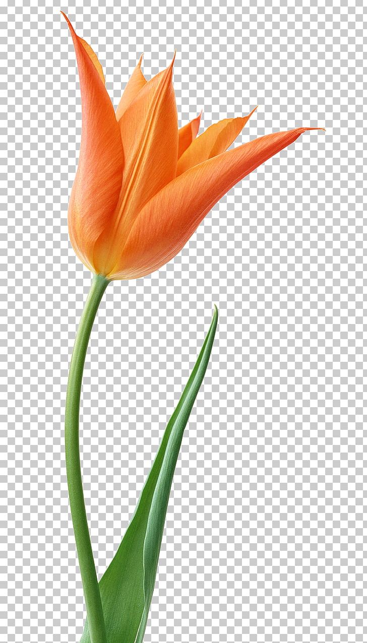 Stock Photography Tulip Desktop PNG, Clipart, Closeup, Cut Flowers, Desktop Wallpaper, Download, Flower Free PNG Download