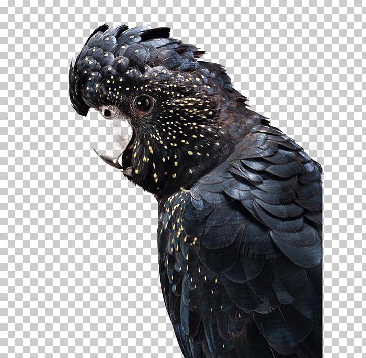 Australia Cockatoo Bird Budgerigar PNG, Clipart, Animals, Art, Art Museum, Background Black, Beak Free PNG Download