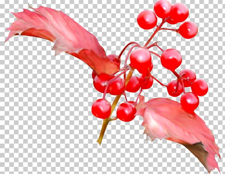 Fruit Cherry PNG, Clipart, Autumn, Berry, Branch, Bunch, Cherry Free PNG Download