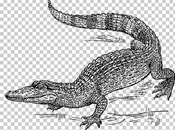 The Crocodile Drawing PNG, Clipart, Alligator, Amphibian, Animal, Animals, Black And White Free PNG Download