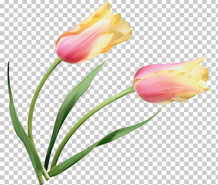 Tulip Petal Cut Flowers PNG, Clipart, Animaatio, Bud, Cari, Cut Flowers, Depositfiles Free PNG Download