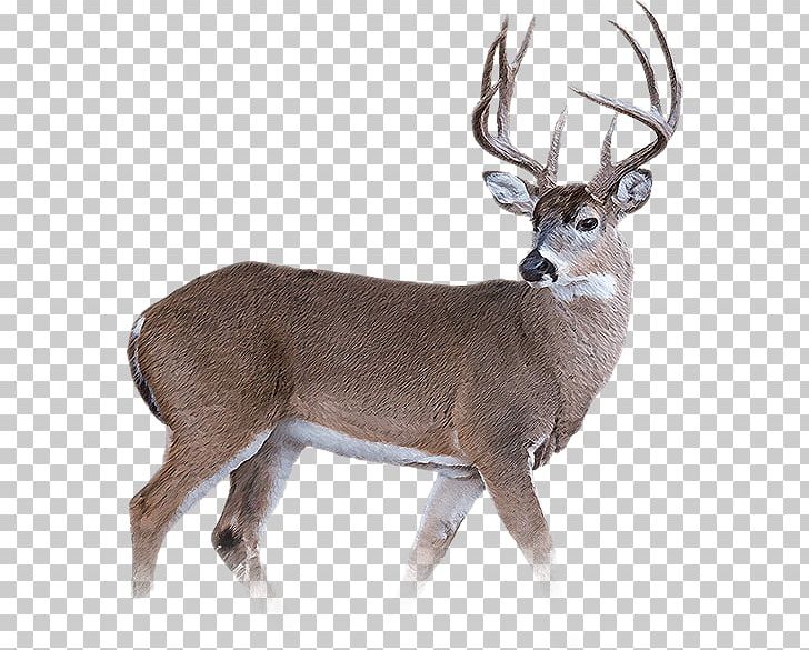 Wild Boar White-tailed Deer Reindeer Musk Deer PNG, Clipart, Animal, Animals, Antler, Bergmanns Rule, Boar Hunting Free PNG Download