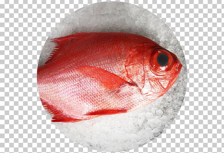 Fishing Northern Red Snapper Scorpaena Scrofa Rascasse PNG, Clipart, Animals, Cherne Altovise, Fish, Fishing, Frying Free PNG Download