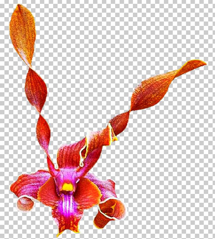 Moth Orchids Plant Stem PNG, Clipart, Flora, Flower, Flowering Plant, Moth Orchid, Moth Orchids Free PNG Download