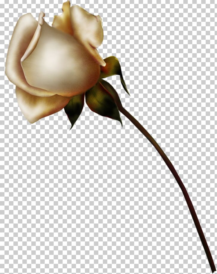 Rose Flower Drawing PNG, Clipart, Art, Background White, Black White, Blue Rose, Color Free PNG Download