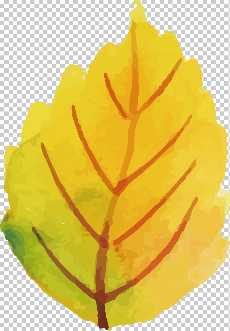 Autumn Leaf Colorful Leaf PNG, Clipart, Autumn Leaf, Biology, Colorful ...