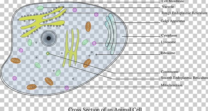Cell Cèl·lula Animal PNG, Clipart, Angle, Animal, Animal Cell, Area, Biology Free PNG Download