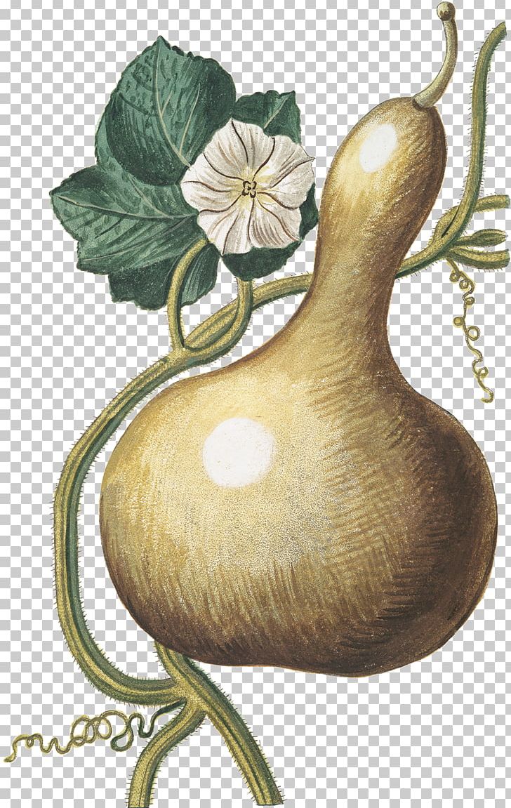 Bottle Gourd Lagenaria Siceraria Stock Photos & Bottle Gourd ... | Clip  art vintage, Engraving illustration, Calabash