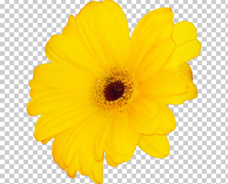 Mother's Day Transvaal Daisy Hug Message PNG, Clipart,  Free PNG Download