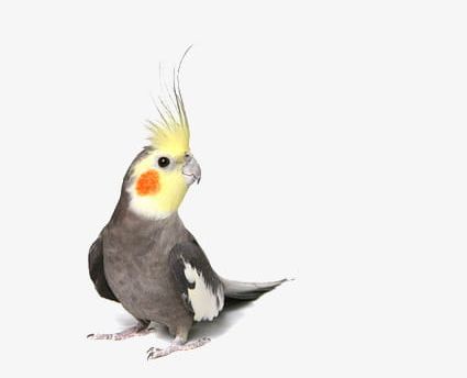 Parrot PNG, Clipart, Bird, Bird Yellow Crown, Blush, Crown, Parrot Free PNG Download