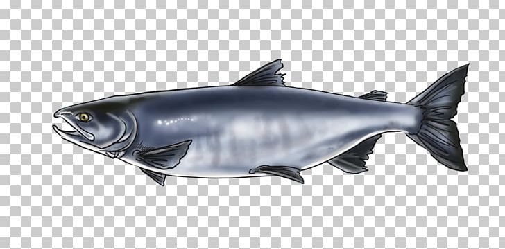 Salmon Alaska Squaliformes Wildlife Marine Biology PNG, Clipart, Alaska, Animal, Art, Art Blog, Biology Free PNG Download