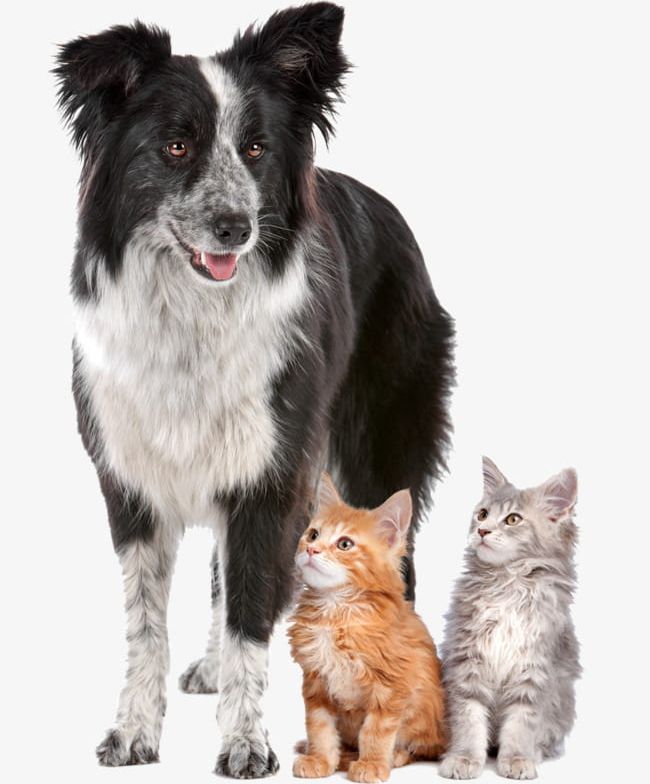 Side Grazing Dogs And Two Cats PNG, Clipart, Animal, Border, Border Shepherd, Cat, Cats Free PNG Download